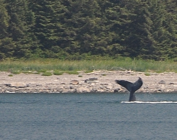 humpback tale